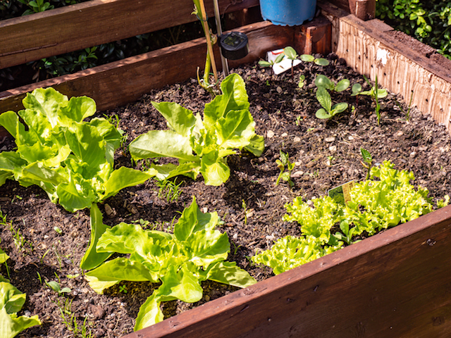 cold-hardy-vegetables